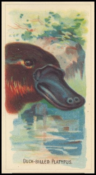 D8 Duck-Billed Platypus.jpg